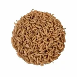 Pecheur.com PINKIES BLANCS